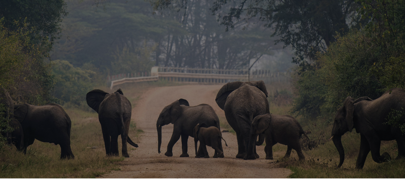 Family of elephants walking along a dirt road in a natural setting
