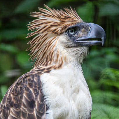 Close-up of a Philippine eagle with a forest background